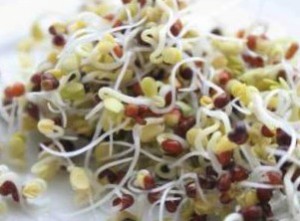 How to sprout broccoli seeds