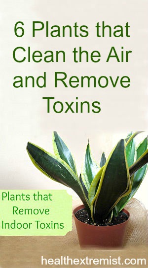 Indoor Plants That Remove Toxins