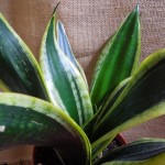 snake plant