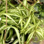 spider plant