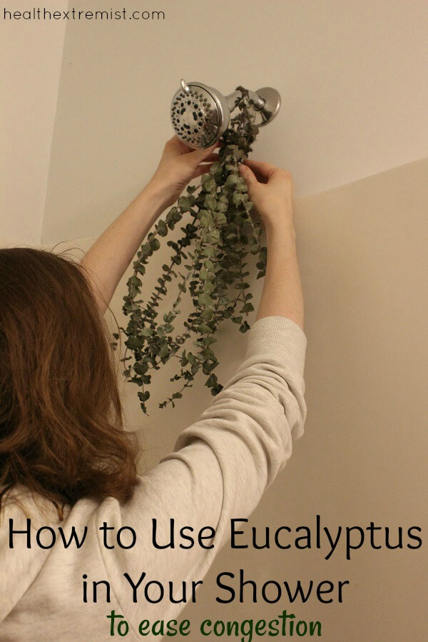 How to Use Fresh Eucalyptus in the Shower to Ease Congestion. Hanging fresh eucalytpus in the shower can help clear your nasal passages, reduce asthma and sinusitis.