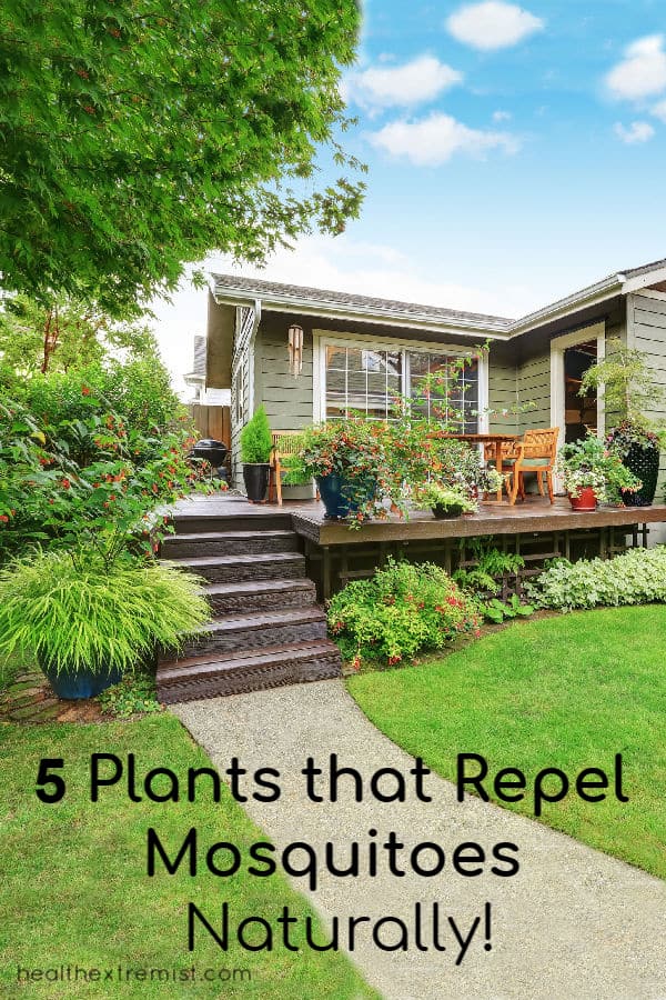 House with plants in backyard and on deck with text overlay - 5 plants that repel mosquitoes naturally